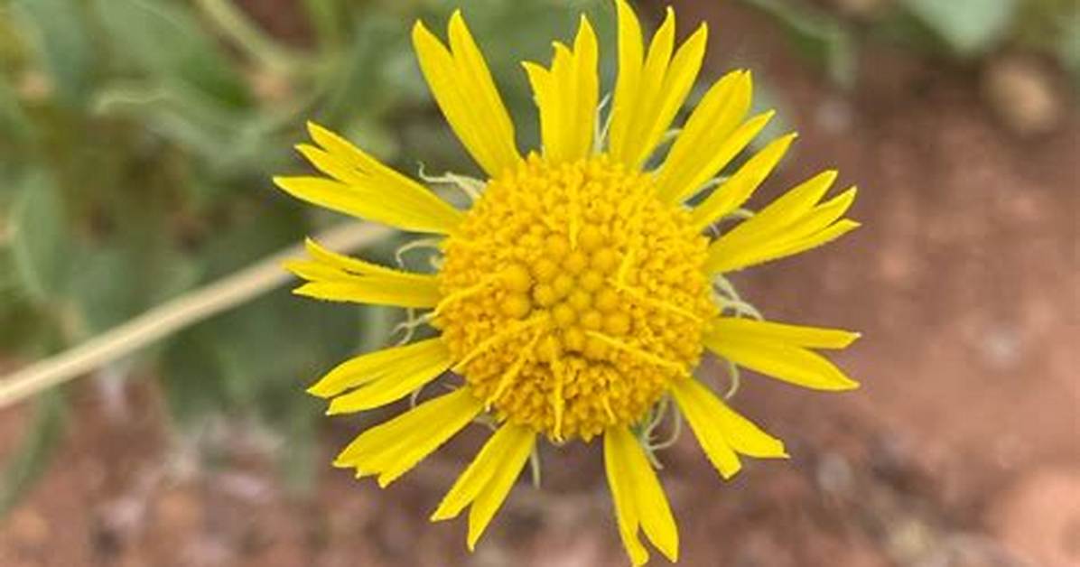 Flower Parry Net Worth