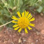 Flower Parry Net Worth
