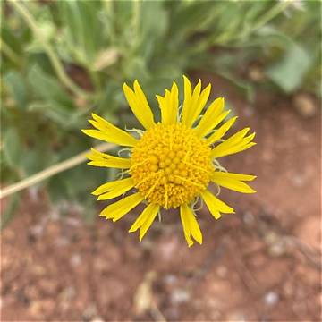 Flower Parry Net Worth