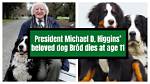 Higgins the Dog Net Worth