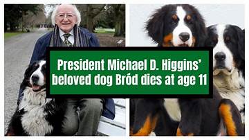 Higgins the Dog Net Worth