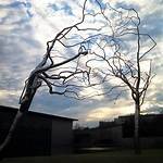 Roxy Paine Net Worth