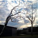 Roxy Paine Net Worth