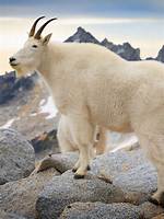 The Mountain Goats Net Worth