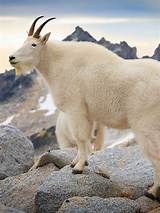 The Mountain Goats Net Worth