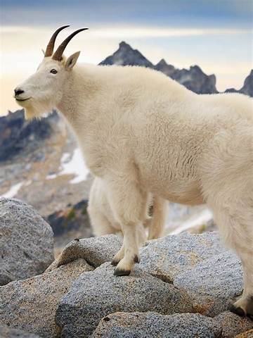 The Mountain Goats Net Worth