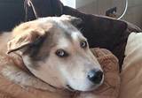 Tundra the Wonder Dog Net Worth